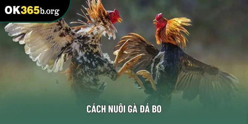 Cách Nuôi Gà Đá Bo Cực Kỳ Hiệu Quả Cho Chiến Kê Mạnh